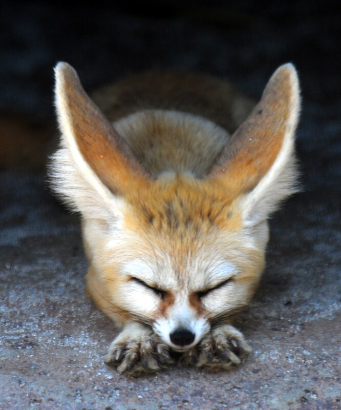 Sleeping fennec fox