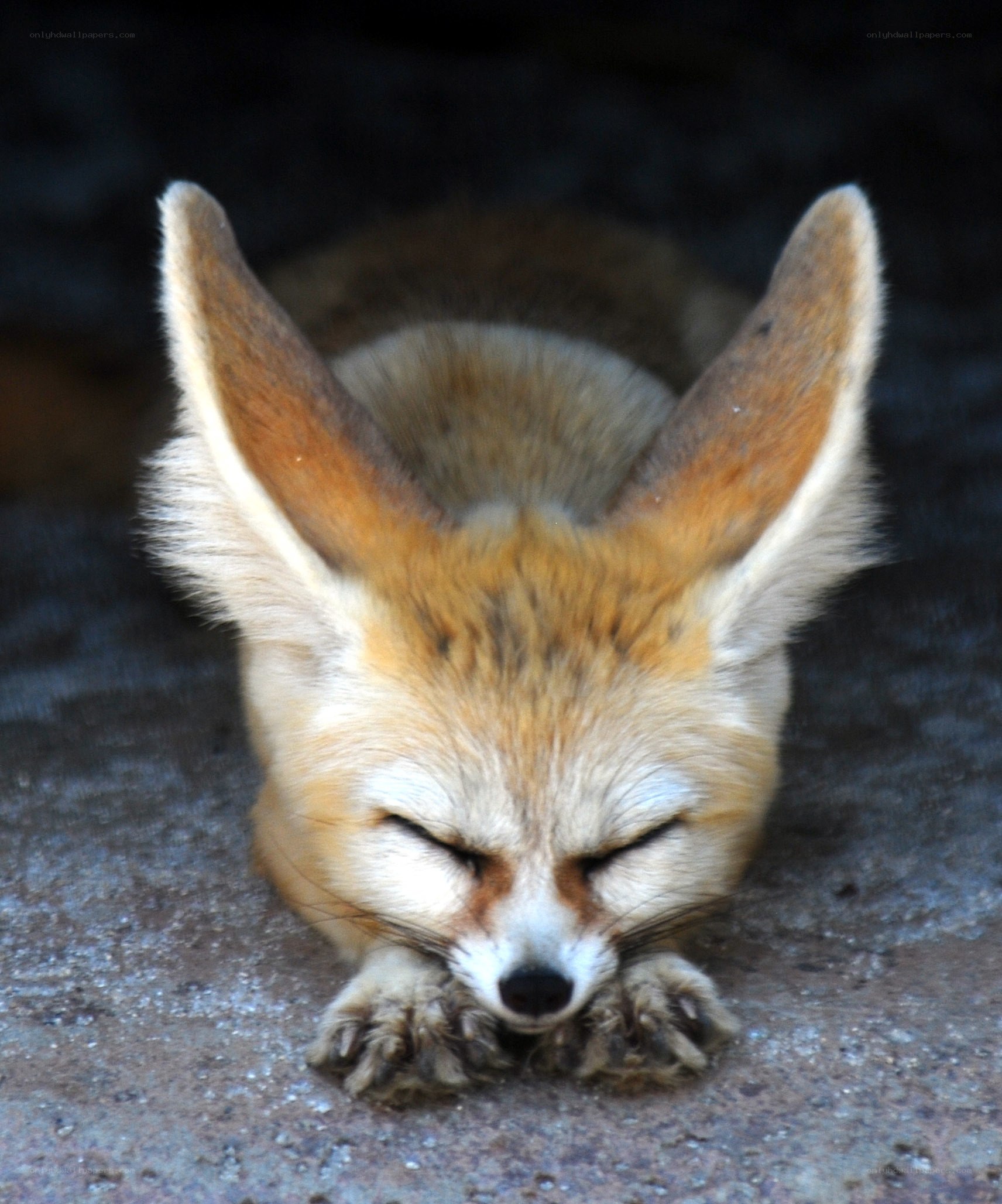 Sleeping fennec fox