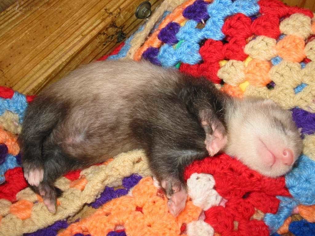 sleeping ferret on blanket