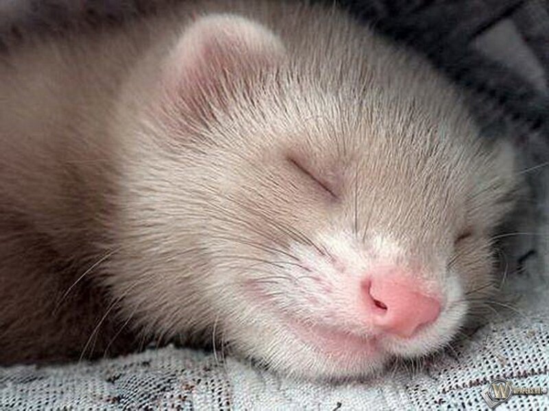 Sleeping Ferret