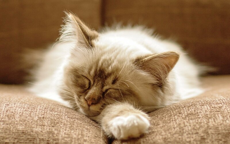 sleeping fluffy cat