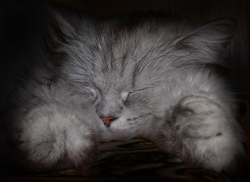 Sleeping fluffy kitten
