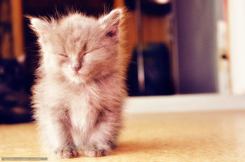 Sleeping fluffy kitten
