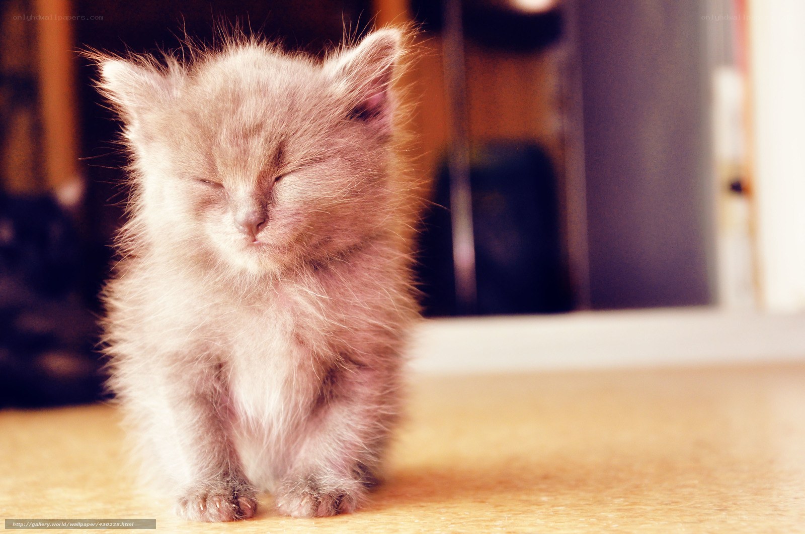 Sleeping fluffy kitten