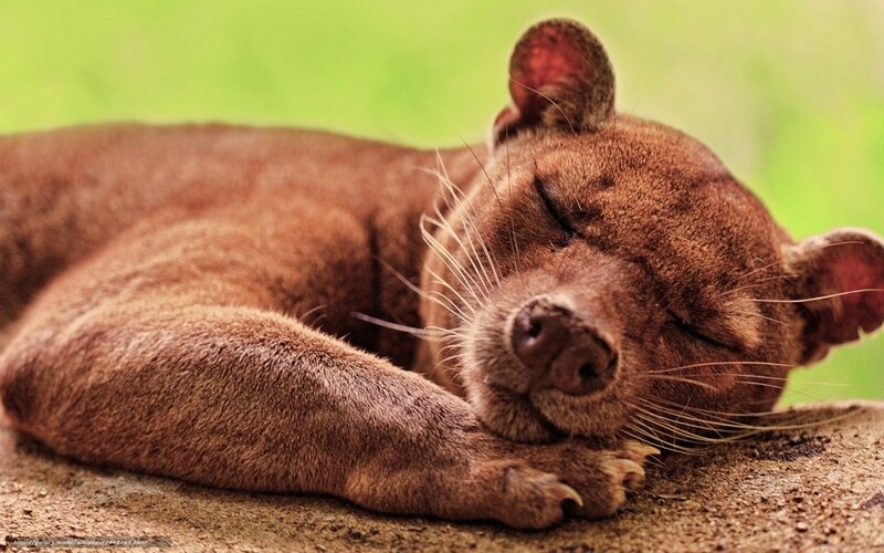Sleeping Fossa Animal