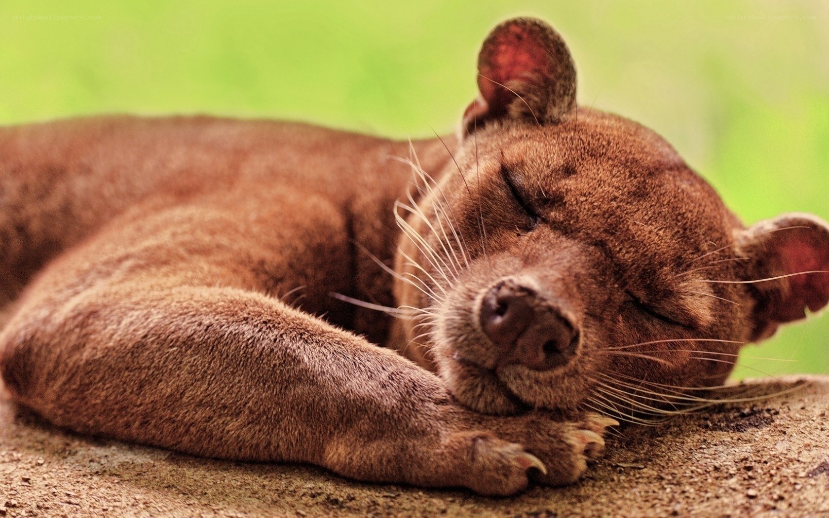 Sleeping fossa in the wild