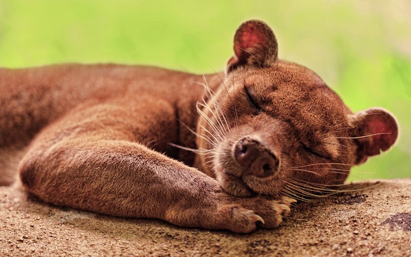 Sleeping fossa on a log
