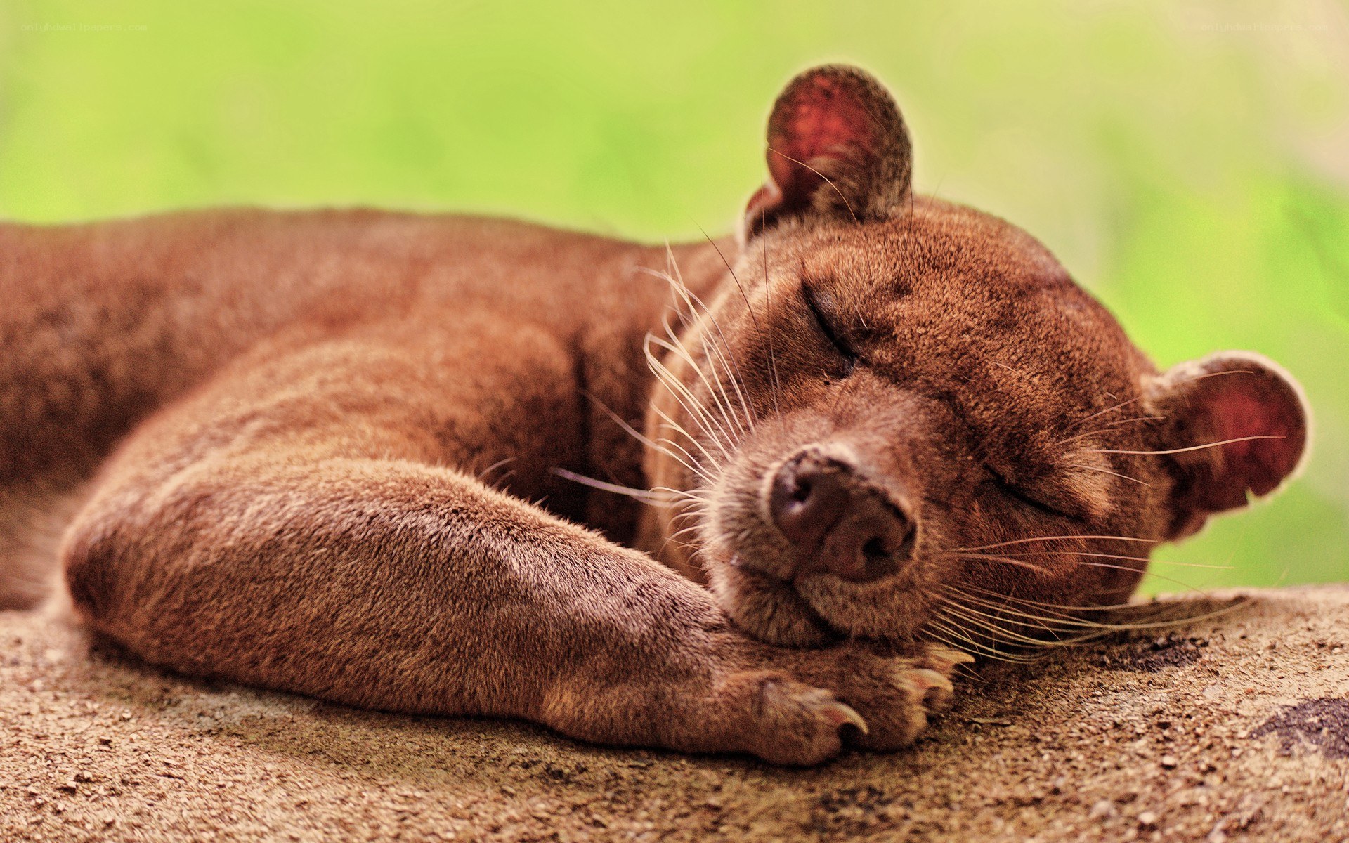 Sleeping fossa on a log