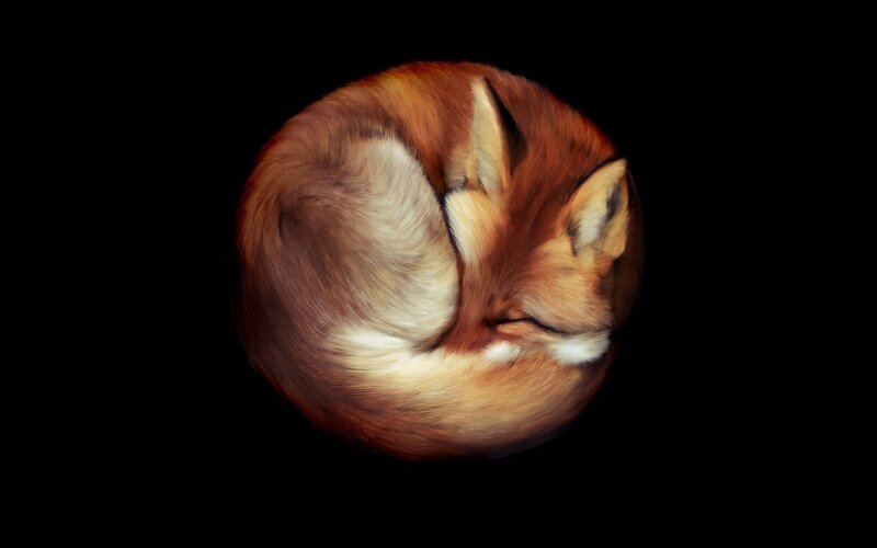 Sleeping Fox Curled Up — Brown, Serene