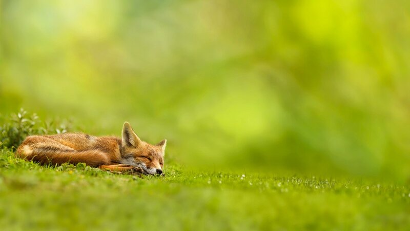 Sleeping fox in green grass