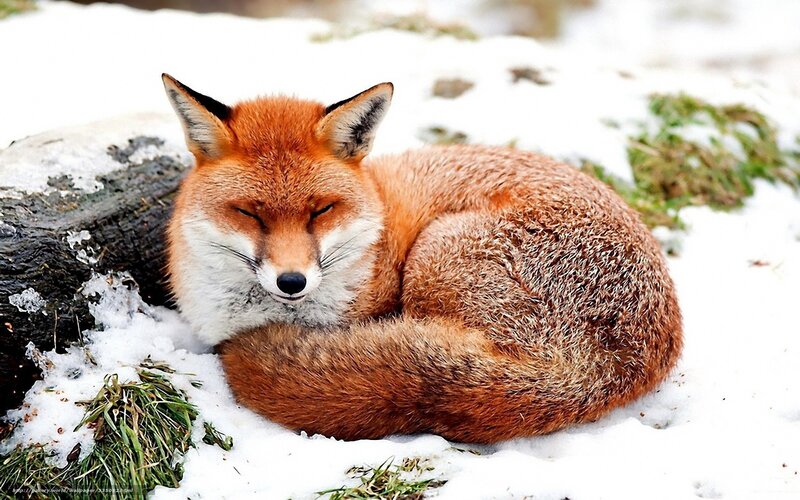 Sleeping fox in snow