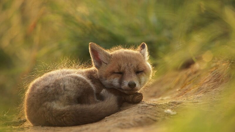 Sleeping Fox Kit — Brown, Serene
