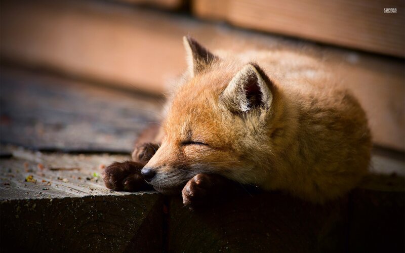 Sleeping Fox Kit — Brown
