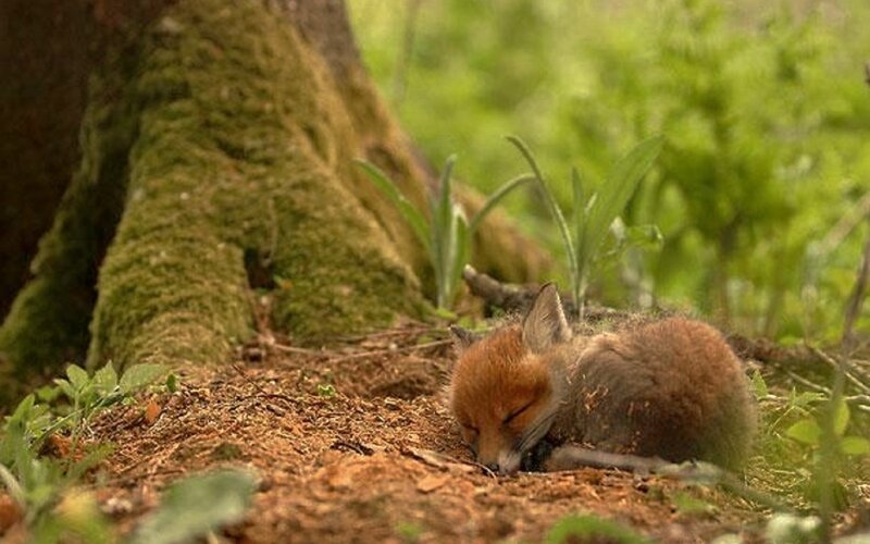 Sleeping Fox Kit