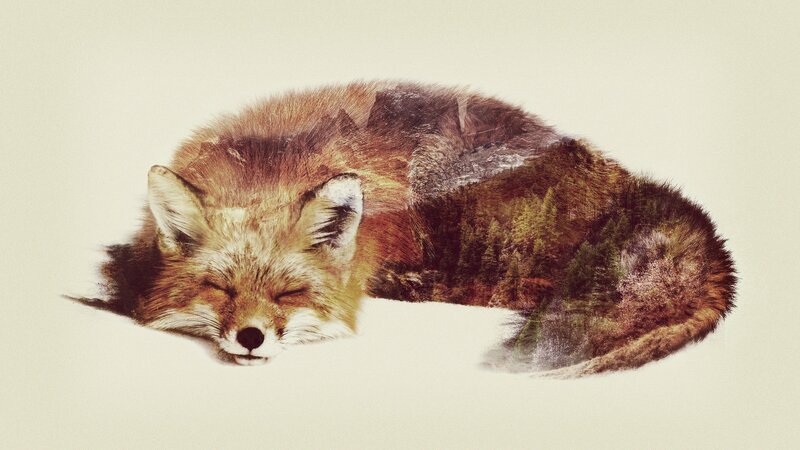 Sleeping Fox