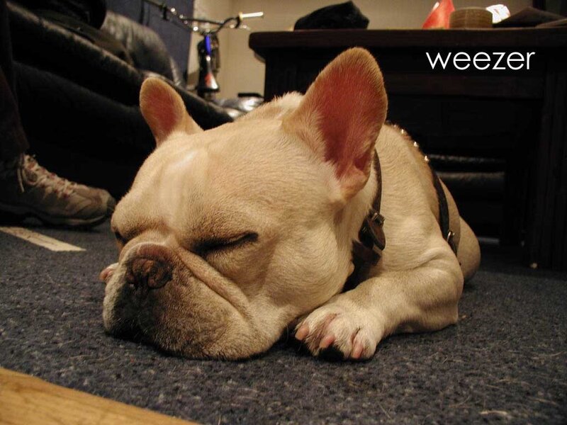 sleeping french bulldog