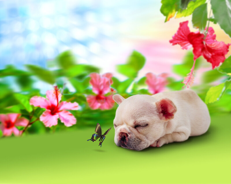 Sleeping French Bulldog Puppy