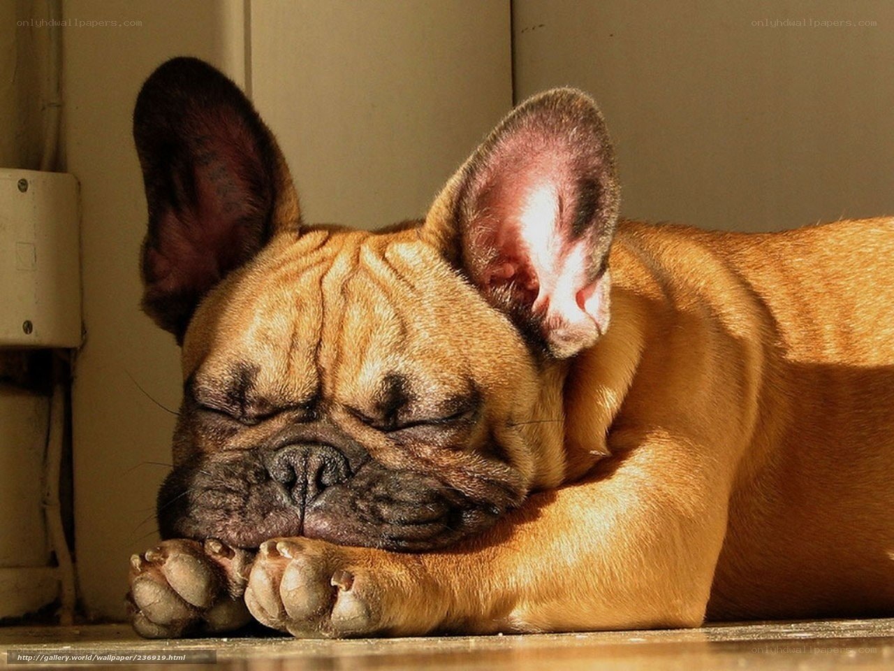 sleeping french bulldog