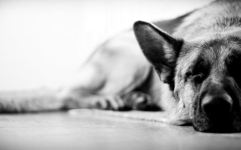 sleeping german shepherd dog