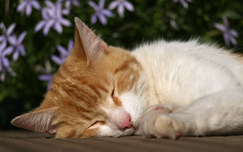 Sleeping ginger and white cat