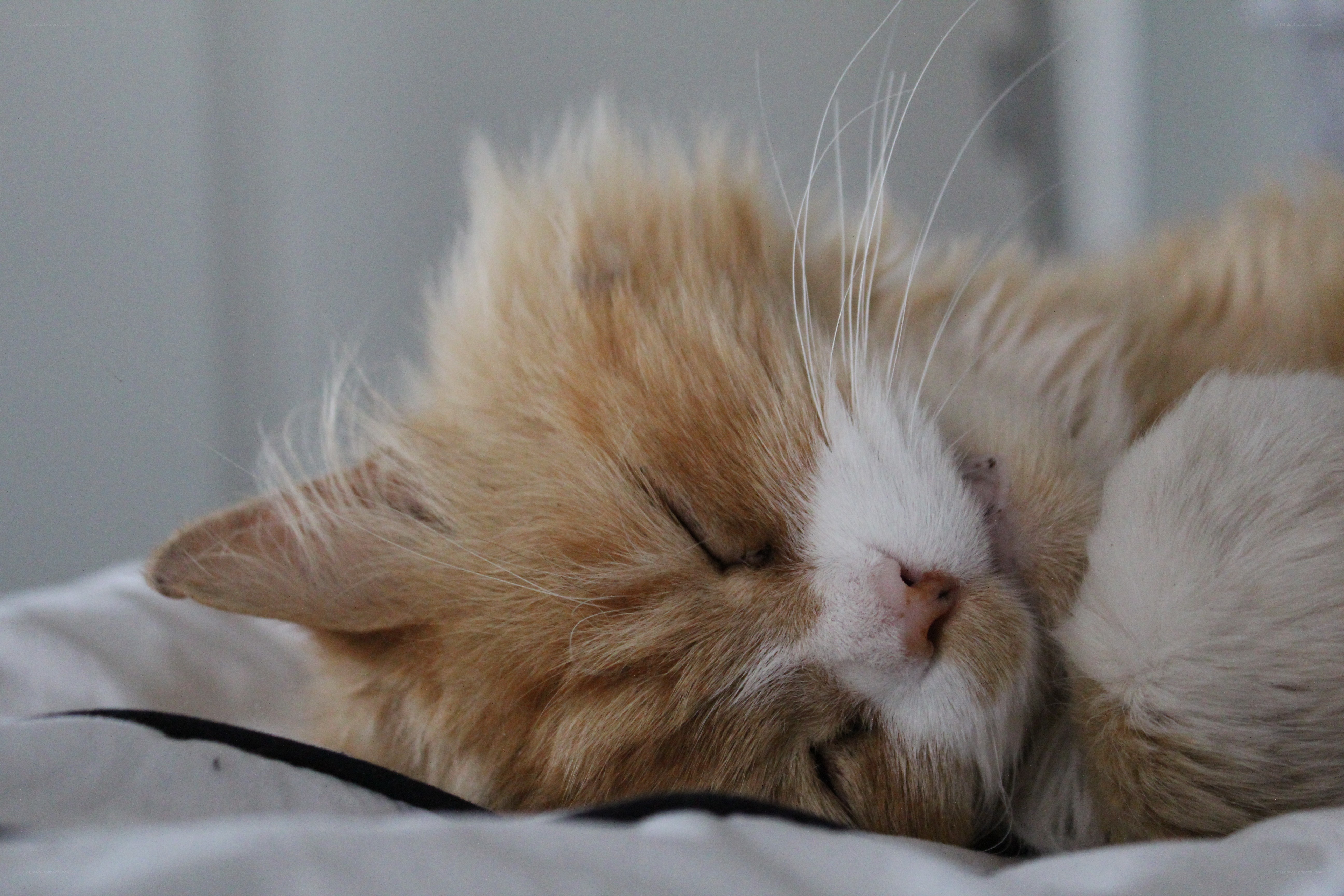 sleeping ginger cat