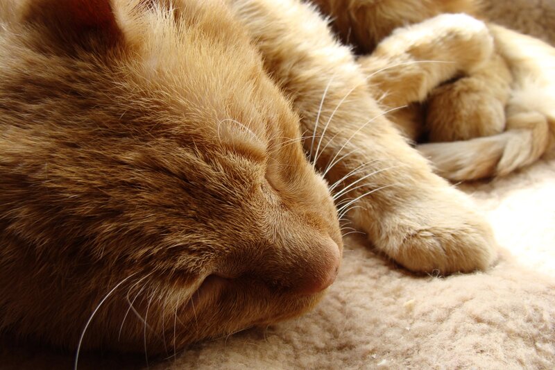 Sleeping ginger cat