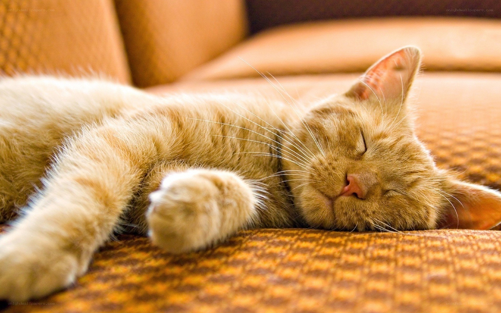 Sleeping ginger cat