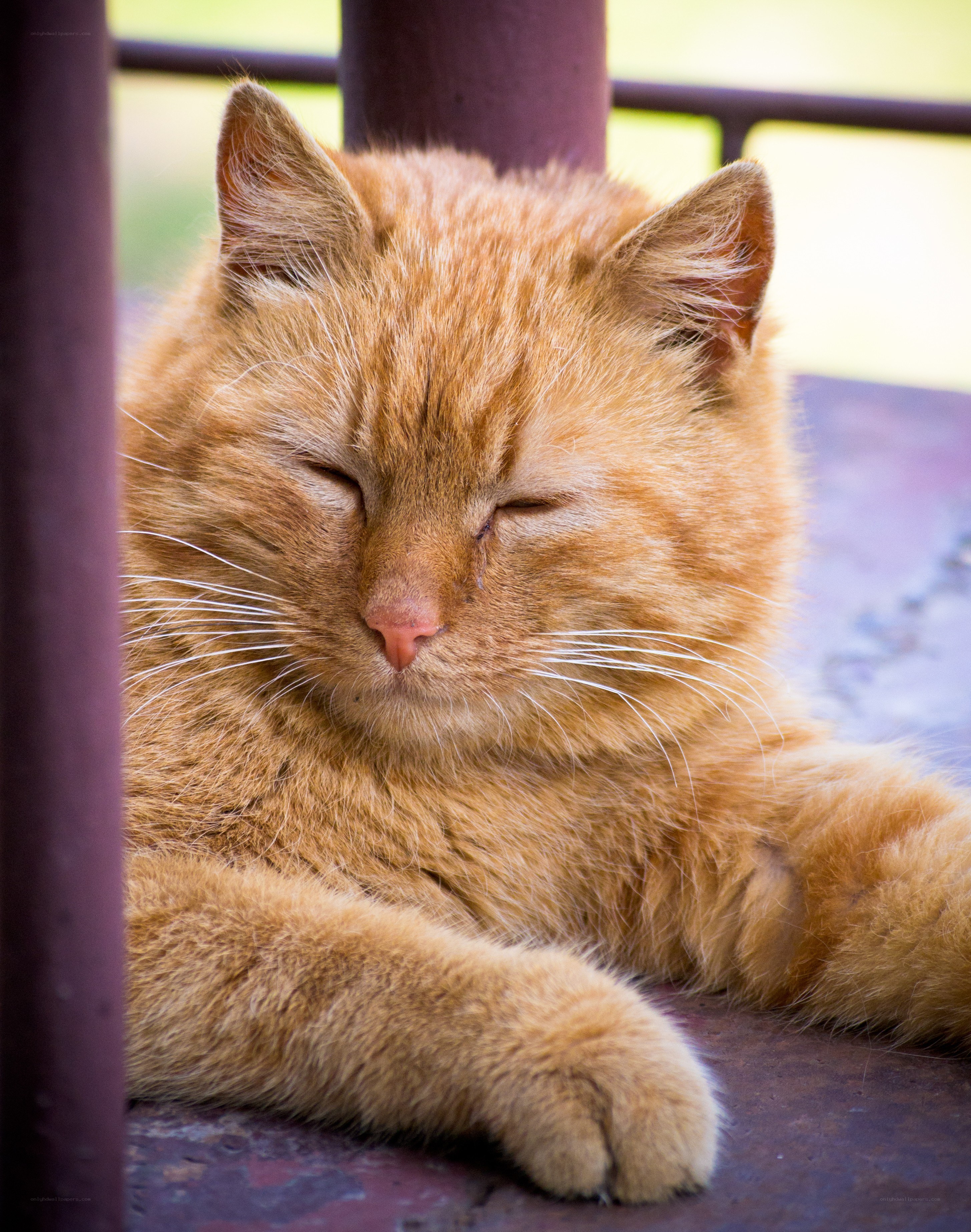 Sleeping ginger cat