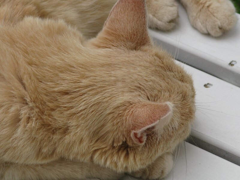 sleeping ginger cat
