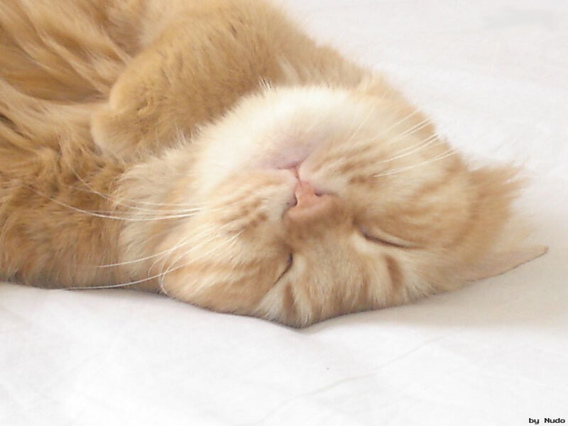 Sleeping ginger cat