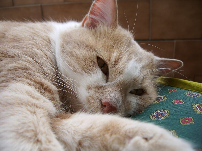 sleeping ginger cat