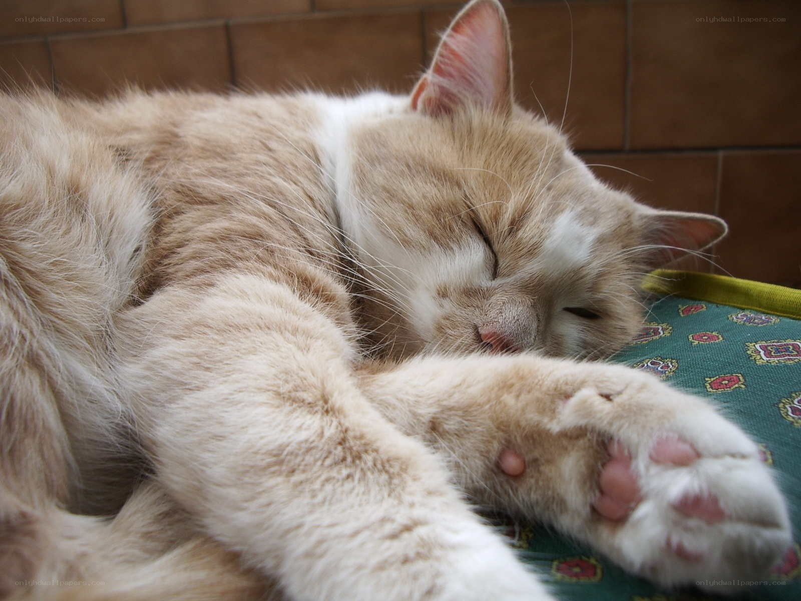 Sleeping ginger cat