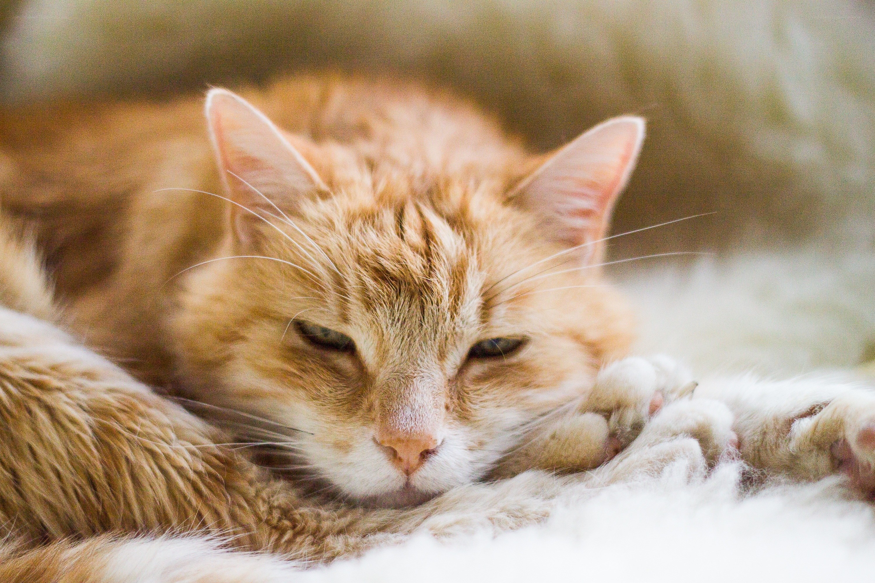sleeping ginger cat