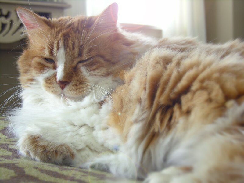 Sleeping ginger cat