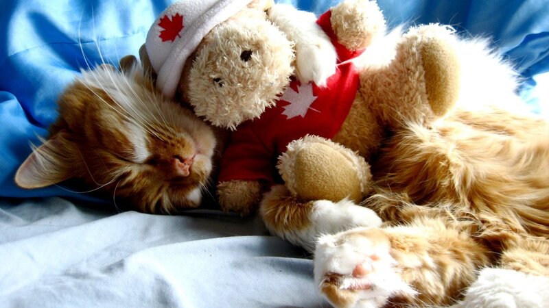 Sleeping Ginger Cat — Blue, Peaceful, Morning