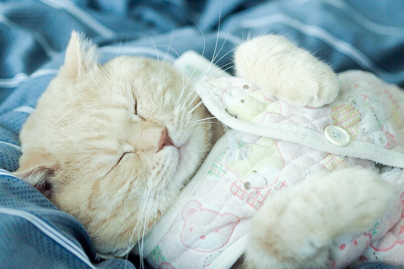 Sleeping Ginger Cat — Blue, Peaceful