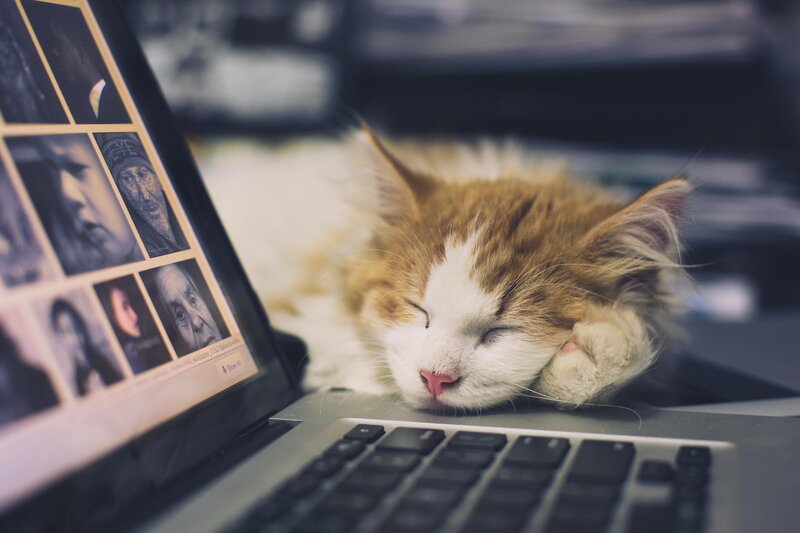 Sleeping Ginger Cat — Brown, Peaceful, Photograph