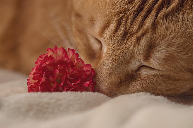 Sleeping Ginger Cat — Brown, Serene
