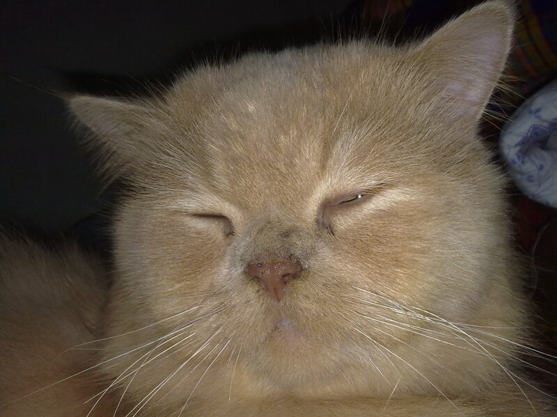 Sleeping Ginger Cat — Brown