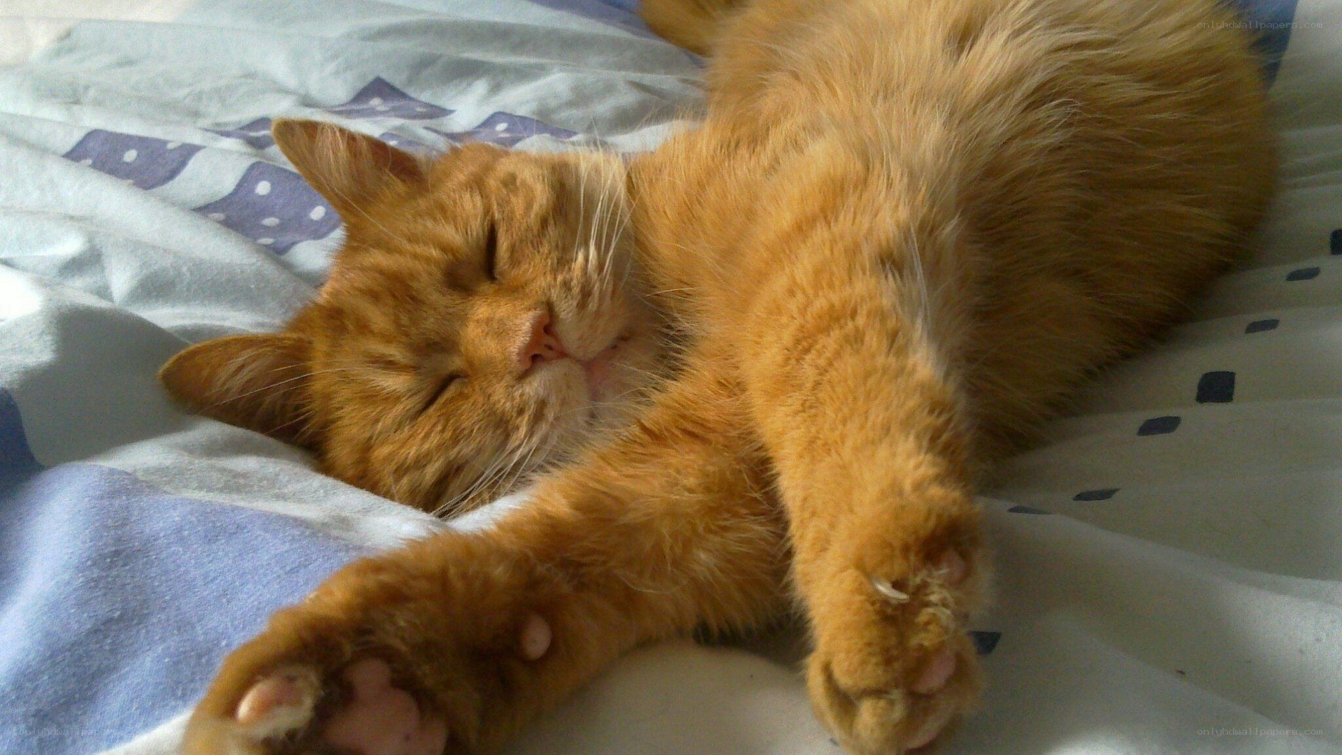 Sleeping ginger cat on bed