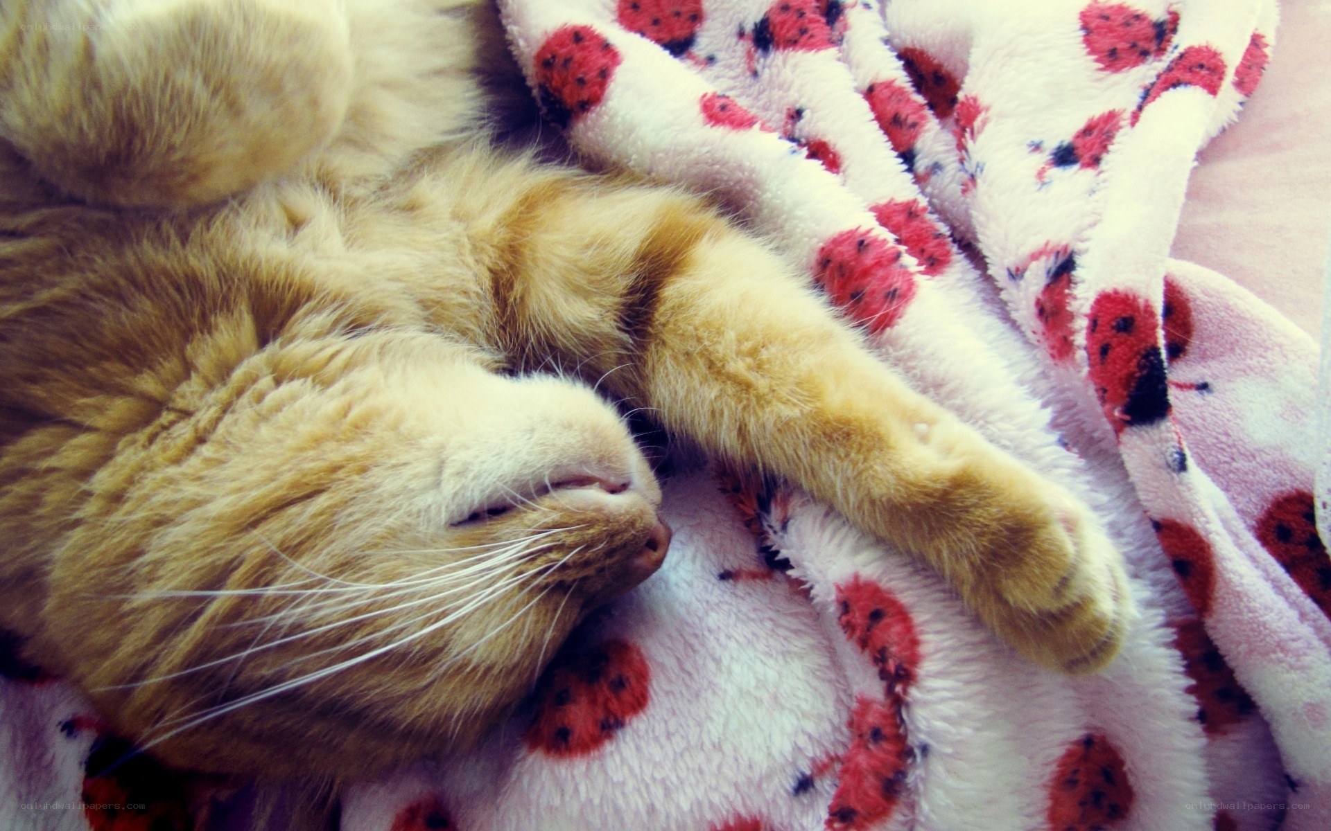 Sleeping ginger cat on blanket