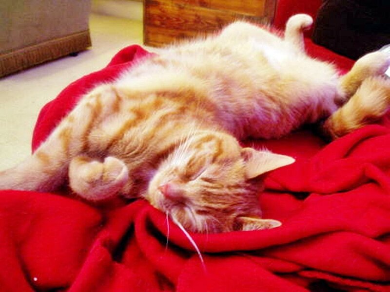 Sleeping ginger cat on red blanket