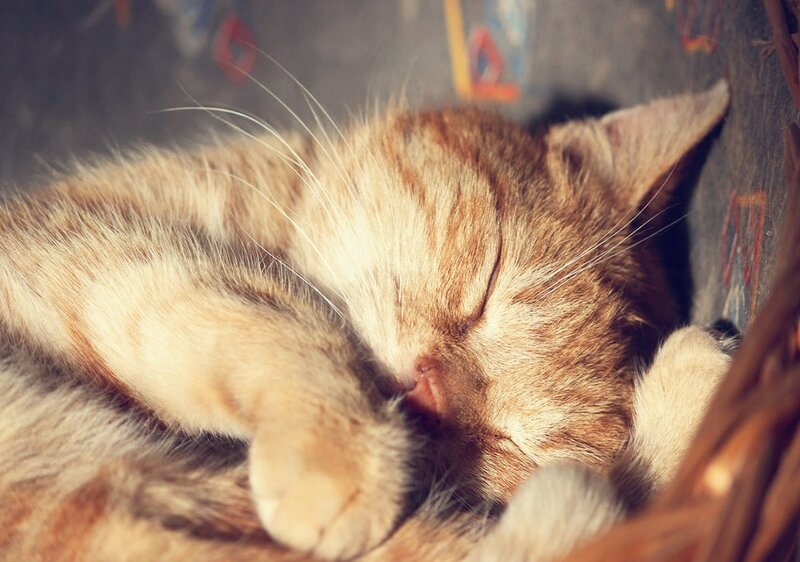 Sleeping Ginger Cat — Orange, Peaceful, Photograph, Basket