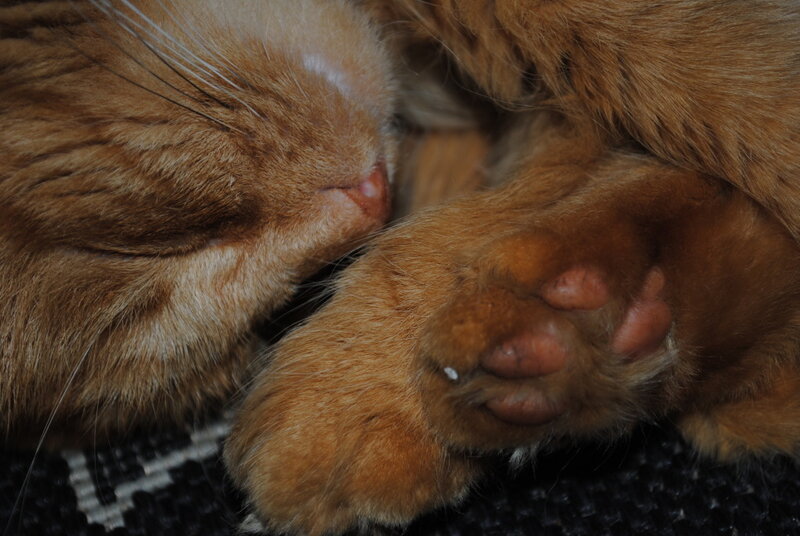 Sleeping Ginger Cat — Orange, Peaceful, Photograph, Paws