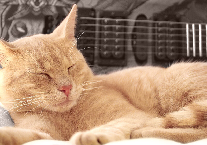 Sleeping Ginger Cat — Orange, Peaceful, Photograph
