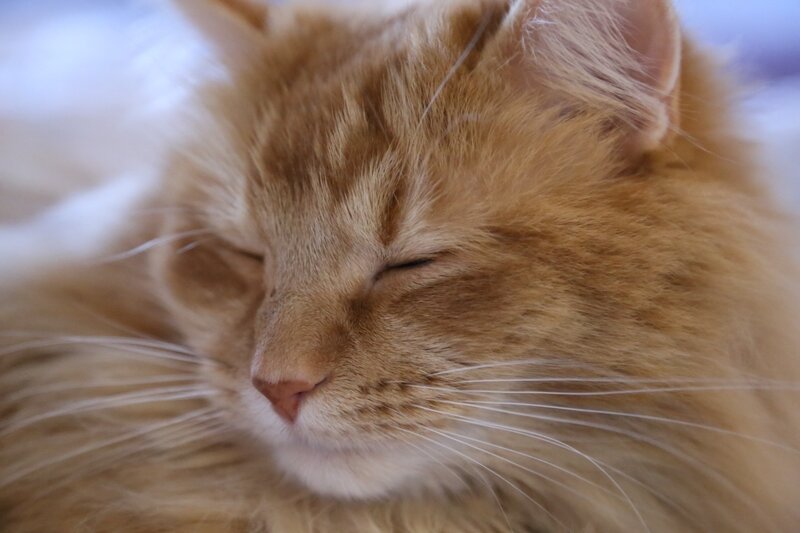 Sleeping Ginger Cat — Orange, Peaceful, Photograph, Whiskers