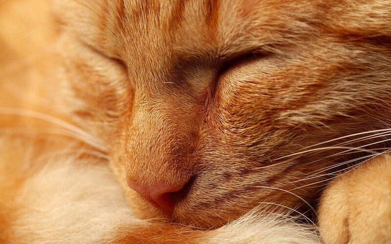 Sleeping Ginger Cat — Orange, Peaceful