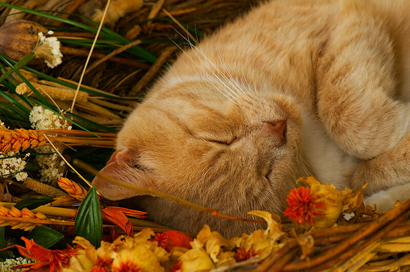 Sleeping Ginger Cat — Orange, Serene, Autumn