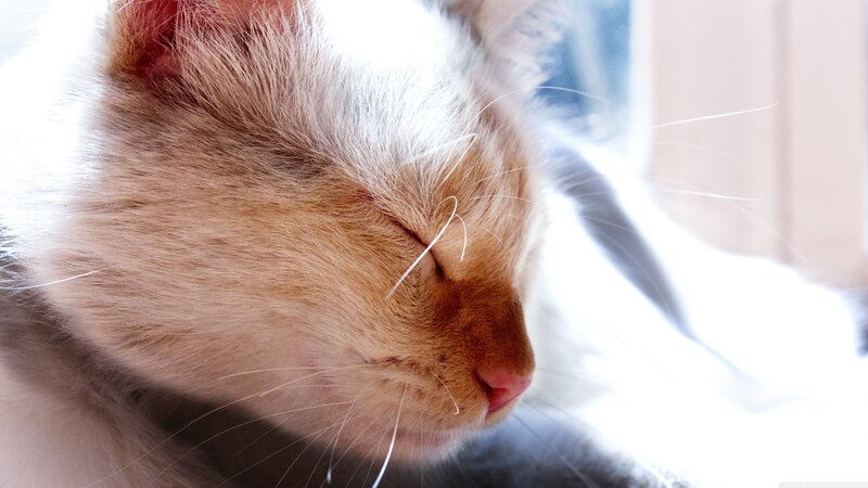 Sleeping Ginger Cat — Orange, Serene, Morning