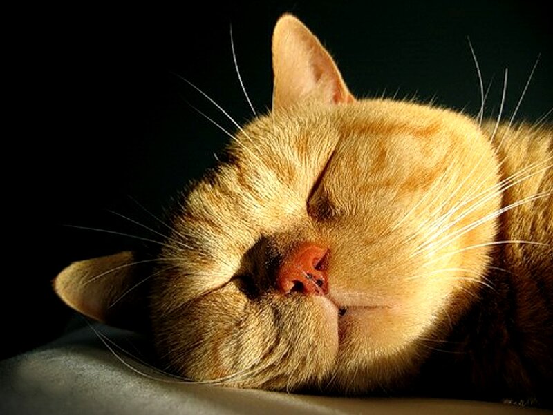 Sleeping Ginger Cat — Orange, Serene